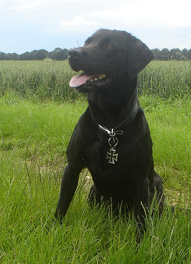  Greg Algar’s black, Labrador dog, ‘Bomber’, sitting in a field on 25th June 2016